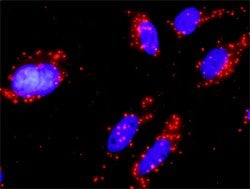 PIK3CB, Mouse anti-Human, Clone: 10D5, Abnova 100&mu;g; Unconjugated:Antibodies,