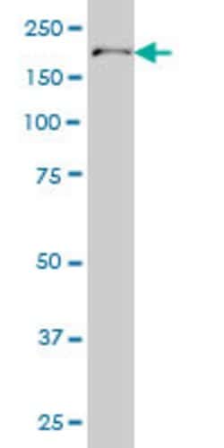 POLA1, Mouse anti-Human, Clone: 3C11, Abnova 100&mu;g; Unconjugated:Antibodies,