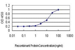 POLA1, Mouse anti-Human, Clone: 3C11, Abnova 100&mu;g; Unconjugated:Antibodies,
