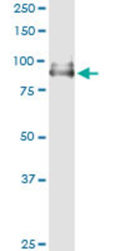 POLH, Rabbit anti-Human, Polyclonal Antibody, Abnova 100&mu;L; Unconjugated:Antibodies,