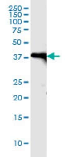 POU6F1, Rabbit anti-Human, Polyclonal Antibody, Abnova 100&mu;L; Unconjugated:Antibodies,