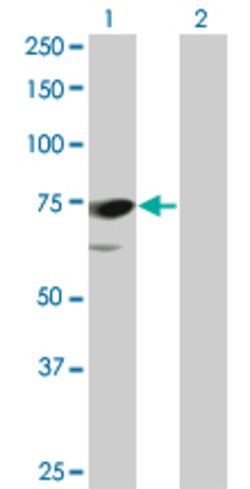 PPEF1, Mouse anti-Human, Clone: 1F6-1A5, Abnova 100&mu;g; Unconjugated:Antibodies,