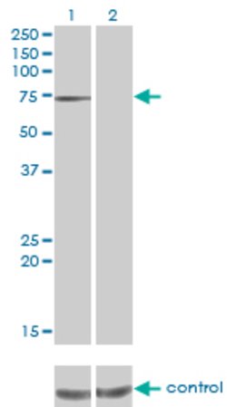 PPEF1, Mouse anti-Human, Clone: 1F6-1A5, Abnova 100&mu;g; Unconjugated:Antibodies,