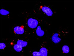 PPM1B, Mouse anti-Human, Clone: 1A3-2A4, Abnova 100 &mu;g | Buy Online | Abnova | Fisher Scientific