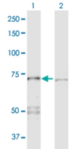 PPP2R1A, Rabbit anti-Human, Polyclonal Antibody, Abnova 100&mu;g; Unconjugated:Antibodies,
