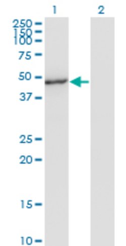 MAPK8, Mouse anti-Human, Clone: 4H5, Abnova 100&mu;g; Unconjugated:Antibodies,