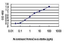MAPK13, Mouse anti-Human, Clone: 2B2, Abnova 100&mu;g; Unconjugated:Antibodies,