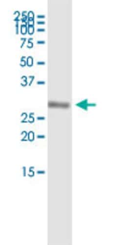 PROP1, Rabbit anti-Human, Polyclonal Antibody, Abnova 100&mu;L; Unconjugated:Antibodies,