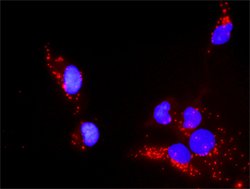 PTEN, Mouse anti-Human, Clone: 2G9, Abnova 100&mu;g; Unconjugated:Antibodies,