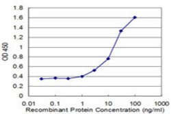 RAD1, Mouse anti-Human, Clone: 1A12, Abnova 100&mu;g; Unconjugated:Antibodies,