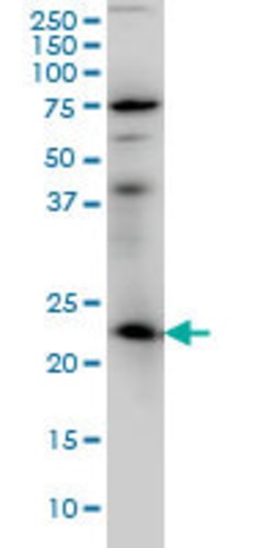 RAB3A, Mouse anti-Human, Clone: 4H7, Abnova 100&mu;g; Unconjugated:Antibodies,