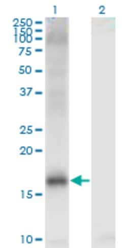 JARID1A, Mouse anti-Human, Clone: 1H2, Abnova 100&mu;g; Unconjugated:Antibodies,