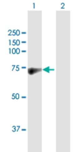 RFX5, Rabbit anti-Human, Polyclonal Antibody, Abnova 100&mu;L; Unconjugated:Antibodies,
