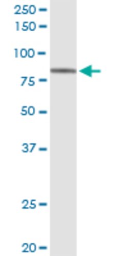 RFX5, Rabbit anti-Human, Polyclonal Antibody, Abnova 100&mu;L; Unconjugated:Antibodies,