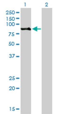 RPS6KA2, Mouse anti-Human, Clone: 1F6, Abnova 100&mu;g; Unconjugated:Antibodies,