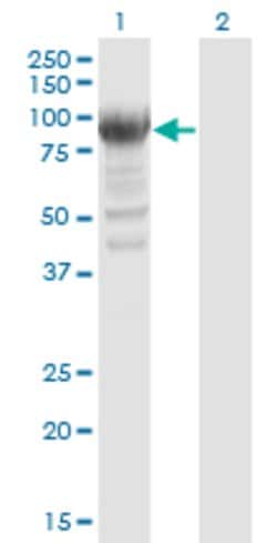RRM1, Mouse anti-Human, Clone: 2G6, Abnova 100&mu;g; Unconjugated:Antibodies,