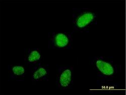 SFRS5, Mouse anti-Human, Polyclonal Antibody, Abnova 50 &mu;g | Buy Online | Abnova | Fisher Scientific