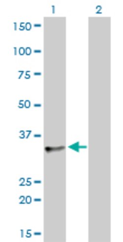 SFRS10, Mouse anti-Human, Clone: 7A1, Abnova 100&mu;g; Unconjugated:Antibodies,