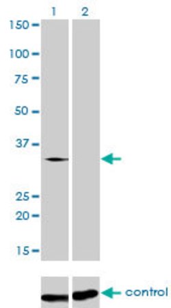 SFRS10, Mouse anti-Human, Clone: 7A1, Abnova 100&mu;g; Unconjugated:Antibodies,