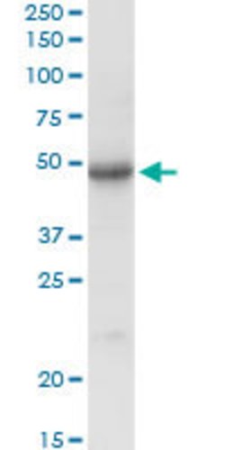 SGSH, Rabbit anti-Human, Polyclonal Antibody, Abnova 100&mu;L; Unconjugated:Antibodies,