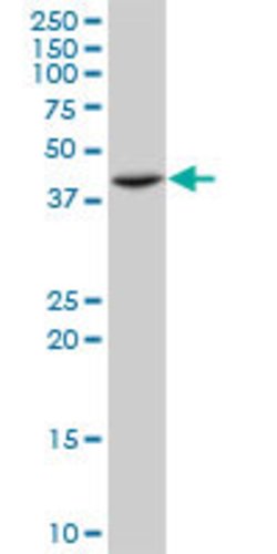 ST3GAL4, Mouse anti-Human, Clone: 1F4, Abnova 100&mu;g; Unconjugated:Antibodies,