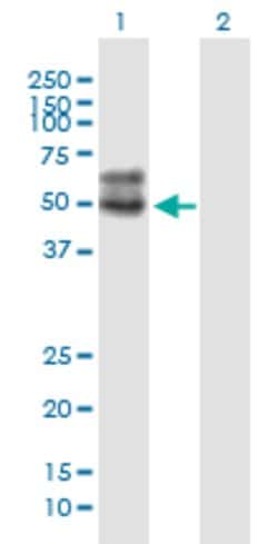 SLC2A4, Mouse anti-Human, Clone: 1F12, Abnova 100&mu;g; Unconjugated:Antibodies,