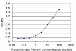 SLC2A4, Mouse anti-Human, Clone: 1F12, Abnova 100&mu;g; Unconjugated:Antibodies,