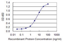 SOX12, Mouse anti-Human, Clone: 4A7, Abnova 100&mu;g; Unconjugated:Antibodies,