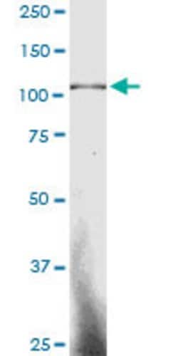 SP3, Mouse anti-Human, Clone: 3F2, Abnova 100&mu;g; Unconjugated:Antibodies,