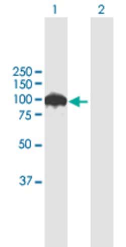SRPK1, Rabbit anti-Human, Polyclonal Antibody, Abnova 100&mu;L; Unconjugated:Antibodies,
