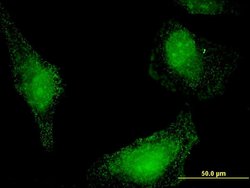 HSPA13, Mouse anti-Human, Clone: 1H8, Abnova 100&mu;g; Unconjugated:Antibodies,
