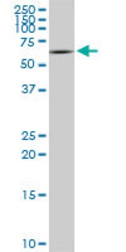 STXBP1, Mouse anti-Human, Clone: 6D1, Abnova 100&mu;g; Unconjugated:Antibodies,