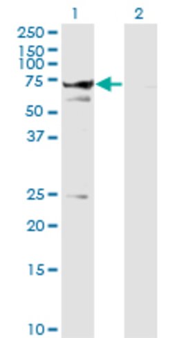 STXBP1, Mouse anti-Human, Clone: 6D1, Abnova 100&mu;g; Unconjugated:Antibodies,