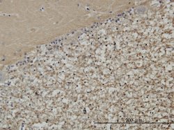 STXBP1, Mouse anti-Human, Clone: 6D1, Abnova 100&mu;g; Unconjugated:Antibodies,