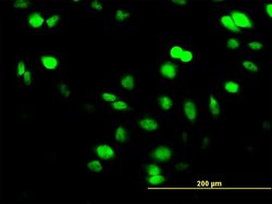 SUPT5H, Mouse anti-Human, Clone: 1G3, Abnova 50&mu;g; Unconjugated:Antibodies,