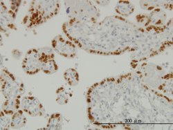 TFAP2A, Mouse anti-Human, Clone: 2G5, Abnova 100&mu;g; Unconjugated:Antibodies,