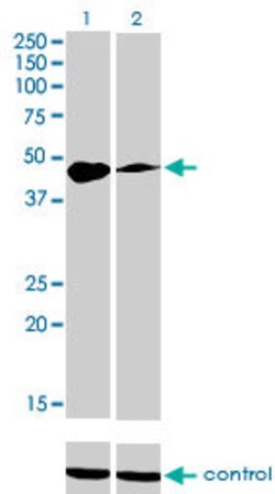 TFAP2A, Mouse anti-Human, Clone: 2G5, Abnova 100&mu;g; Unconjugated:Antibodies,