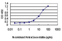 TFAP2A, Mouse anti-Human, Clone: 2G5, Abnova 100&mu;g; Unconjugated:Antibodies,