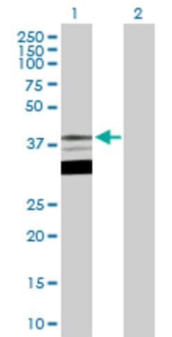 TFAP4, Rabbit anti-Human, Polyclonal Antibody, Abnova 100&mu;g; Unconjugated:Antibodies,