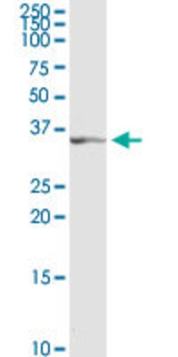 TFAP4, Rabbit anti-Human, Polyclonal Antibody, Abnova 100&mu;g; Unconjugated:Antibodies,