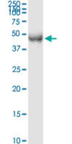 TFDP2, Mouse anti-Human, Clone: 2E6, Abnova 100&mu;g; Unconjugated:Antibodies,
