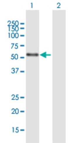NR2C1, Mouse anti-Human, Polyclonal Antibody, Abnova 50&mu;g; Unconjugated:Antibodies,