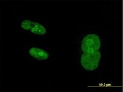 NR2C1, Mouse anti-Human, Polyclonal Antibody, Abnova 50&mu;g; Unconjugated:Antibodies,