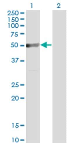 TRIP6, Mouse anti-Human, Clone: 3D12, Abnova 100&mu;g; Unconjugated:Antibodies,