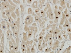 TTN, Mouse anti-Human, Clone: 6H5, Abnova 100&mu;g; Unconjugated:Anticuerpos