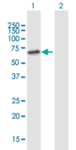 TULP2, Mouse anti-Human, Polyclonal Antibody, Abnova 50&mu;L; Unconjugated:Antibodies,
