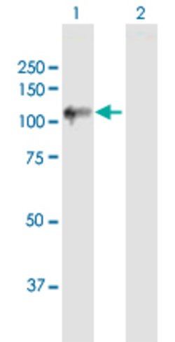UBA7, Mouse anti-Human, Polyclonal Antibody, Abnova 50&mu;g; Unconjugated:Antibodies,