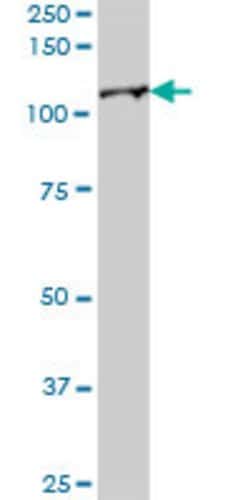 UBA7, Mouse anti-Human, Polyclonal Antibody, Abnova 50&mu;g; Unconjugated:Antibodies,