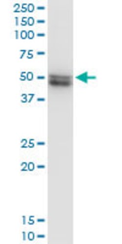 VRK1, Mouse anti-Human, Clone: 4F9, Abnova 100&mu;g; Unconjugated:Antibodies,