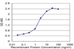 VRK1, Mouse anti-Human, Clone: 4F9, Abnova 100&mu;g; Unconjugated:Antibodies,